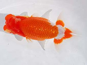 中部本部大会 西小結　鎌田芳男　稲沢市