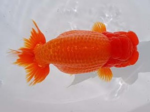 中部本部大会 東勧進元　前田芳樹　津市