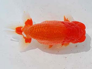 中部本部大会 西勧進元　杉江拓郎　岐阜市