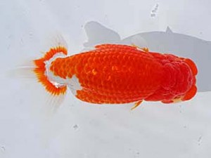 中部本部大会 行司一　青木和久　静岡市