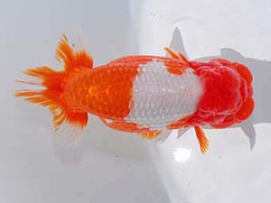 中部本部大会　行司三　有賀昌司　八百津