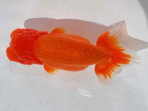 中部本部大会　東脇行司　杉浦久敏　豊橋市