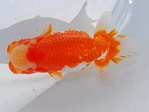 中部本部大会　西脇行司　杉江拓郎　岐阜市