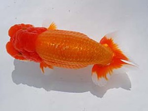 中部本部大会　西大関　前田芳樹　津市