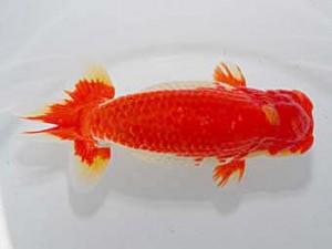 中部本部大会　立行司　川口　功　あま市