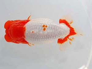 中部本部大会　東取締　廣川洋平　南砺市