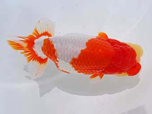 中部本部大会　西取締　大田恒男　志摩市