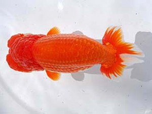 中部本部大会 東関脇　明石憲照　岐阜市