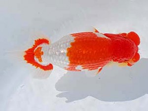 中部本部大会 西関脇　小山徹志　中央市