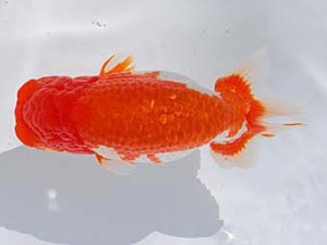 中部本部大会 東小結　有賀昌司　八百津