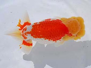 中部本部大会 西小結　舟田伸一　津市