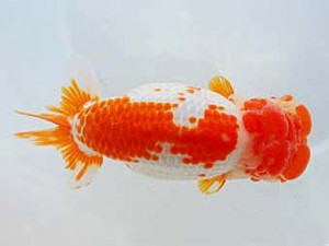 中部本部大会　林　万貴　大王