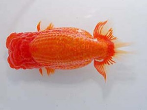 中部本部大会 東勧進元　杉江拓郎　岐阜市