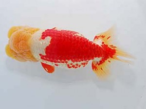 中部本部大会 西勧進元　川口　功　あま市