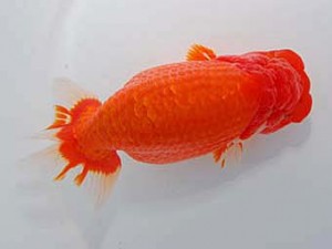 中部本部大会 行司一　片山　功　名古屋