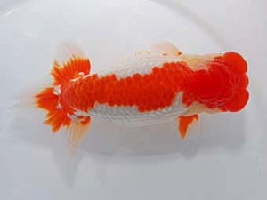 中部本部大会　行司二　樋口正行　鈴鹿市