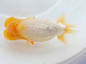 中部本部大会　行司三　林　万貴　大王