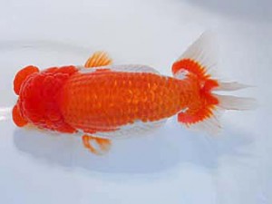 中部本部大会　西脇行司　伊藤政美　甚目寺