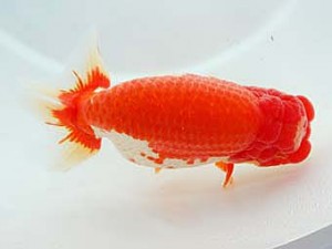 中部本部大会　西大関　川口敦司　稲沢市