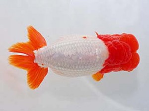 中部本部大会　立行司　林　万貴　大王