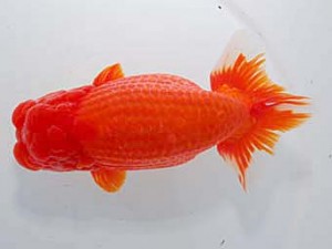 中部本部大会　東取締　林　万貴　大王