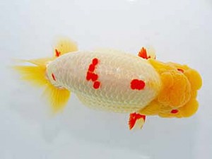 中部本部大会　西取締　沢田光孝　半田市