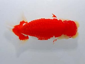 中部本部大会 東関脇　山田芳人　清須市