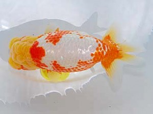 中部本部大会 西関脇　川口敦司　稲沢市