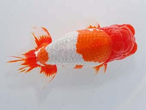 中部本部大会 東小結　大河内正行　津市