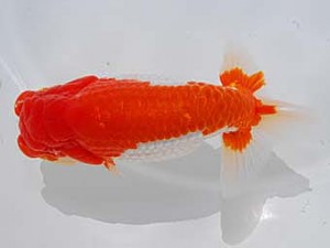 中部本部大会 西小結　安井　睦　名古屋