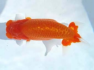 福島らんちゅう会　東大関　落合敏之