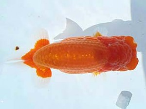 福島らんちゅう会　西大関　宮川幸久