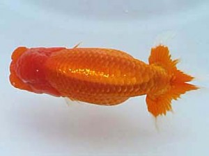 福島らんちゅう会　立行司　平　修一