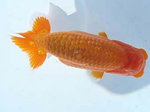 福島らんちゅう会　取締一　広田光規