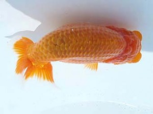 福島らんちゅう会　取締二　成田文雄