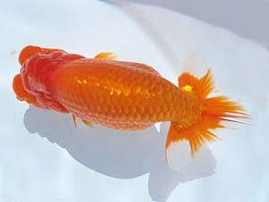 福島らんちゅう会　西大関　平　修一