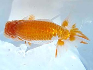 福島らんちゅう会　立行司　武藤義雄