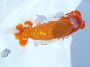 福島らんちゅう会　取締二　倉島正好