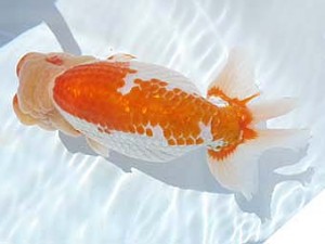 福島らんちゅう会　東大関　平　修一