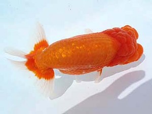 福島らんちゅう会　西大関　宮川幸久