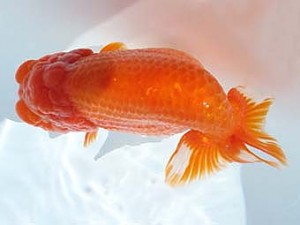 福島らんちゅう会　立行司　成田文雄