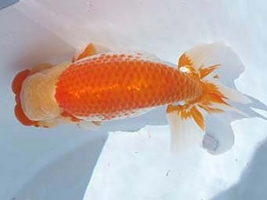 福島らんちゅう会　取締一　高橋敏弘