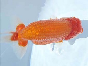 福島らんちゅう会　取締二　武藤義雄