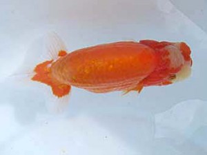 八戸らんちう会　東大関　新谷　満