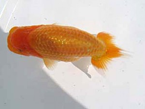 八戸らんちう会　西大関　阿保儀男