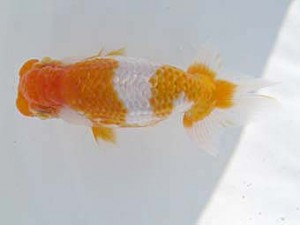 八戸らんちう会　立行司　有馬　優