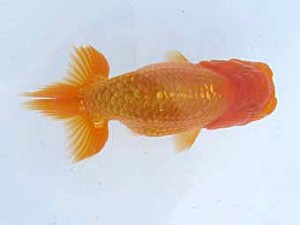 八戸らんちう会　取締二　増村文博