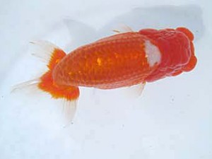 八戸らんちう会　東大関　安田光伸