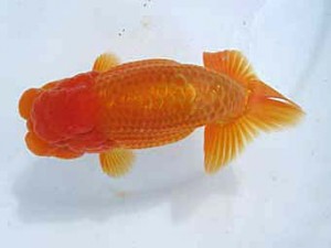 八戸らんちう会　西大関　有馬　優