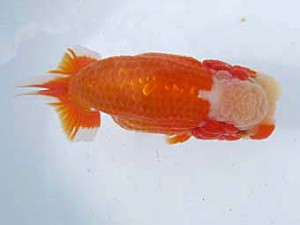 八戸らんちう会　立行司　須々田健之助